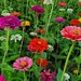 Zinnias in Bloom by alophoto