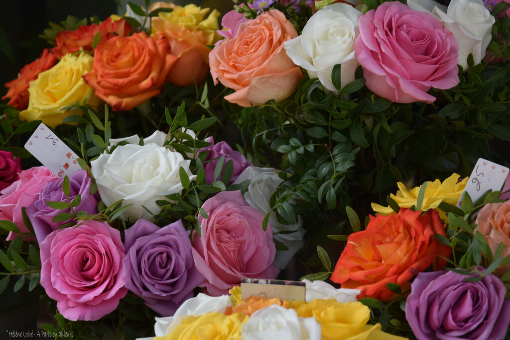 Roses Bouquets by parisouailleurs