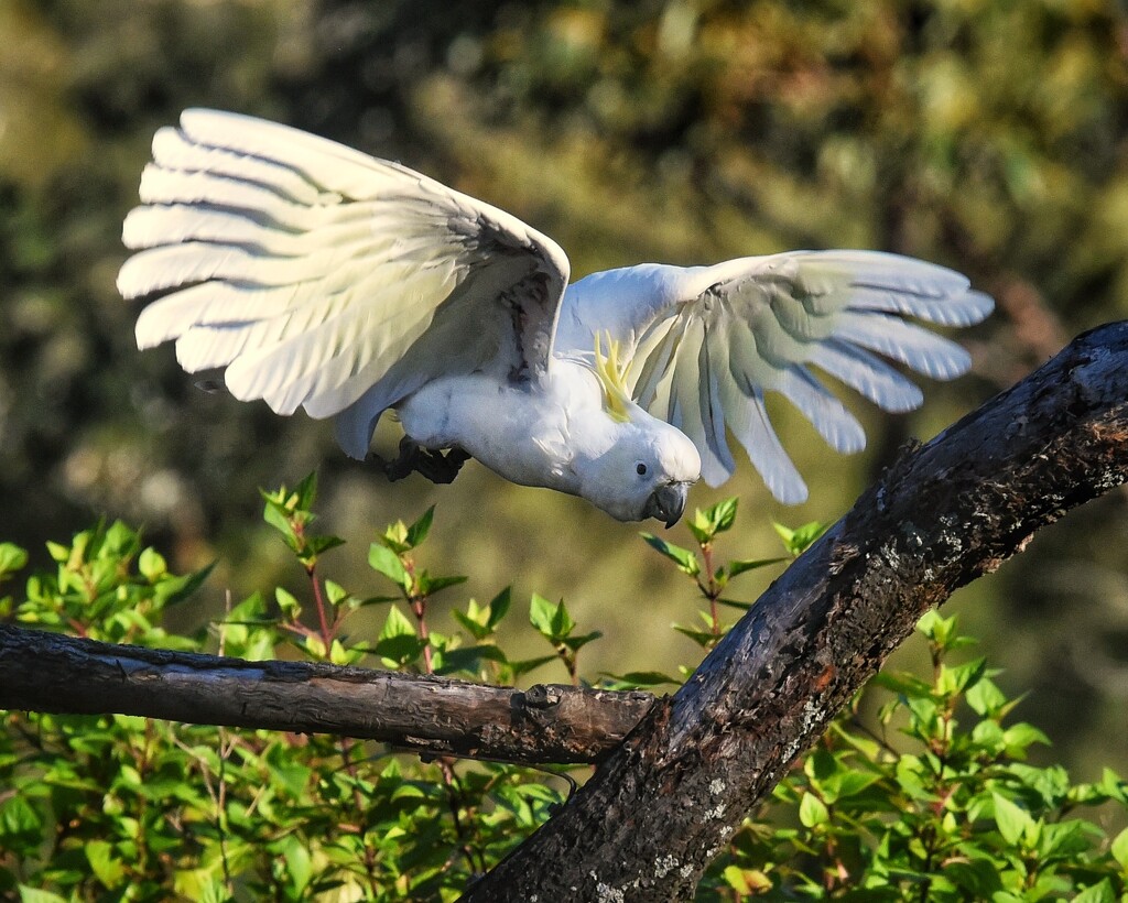 Sulphur crested cockatoo.  by johnfalconer