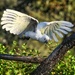 Sulphur crested cockatoo.  by johnfalconer