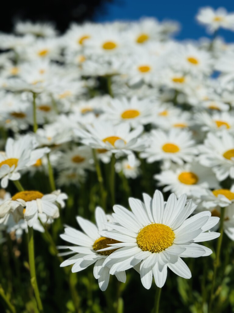 Daisies by kwind