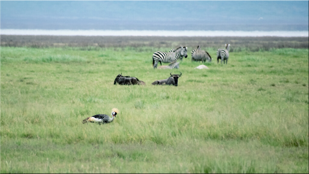 Ngorongoro  crater living together in peace  by 365projectorgchristine