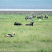 Ngorongoro  crater living together in peace 