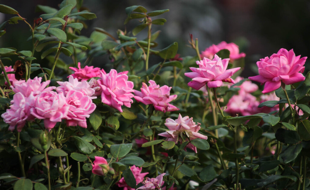 Some pink roses by mittens