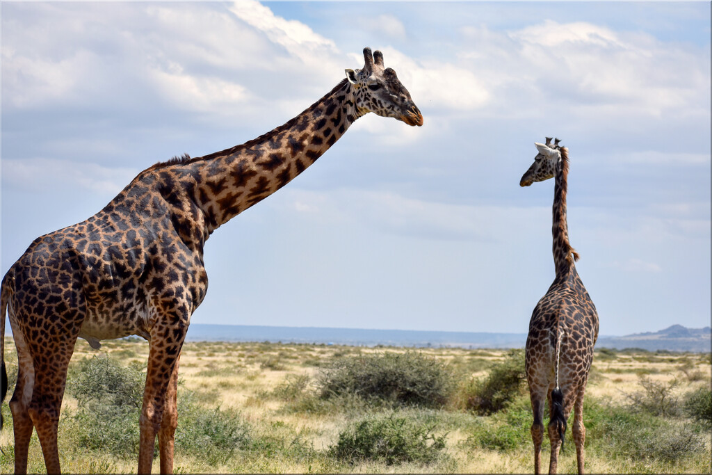 Why is giraffe the national animal of Tanzania? by 365projectorgchristine