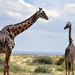Why is giraffe the national animal of Tanzania?