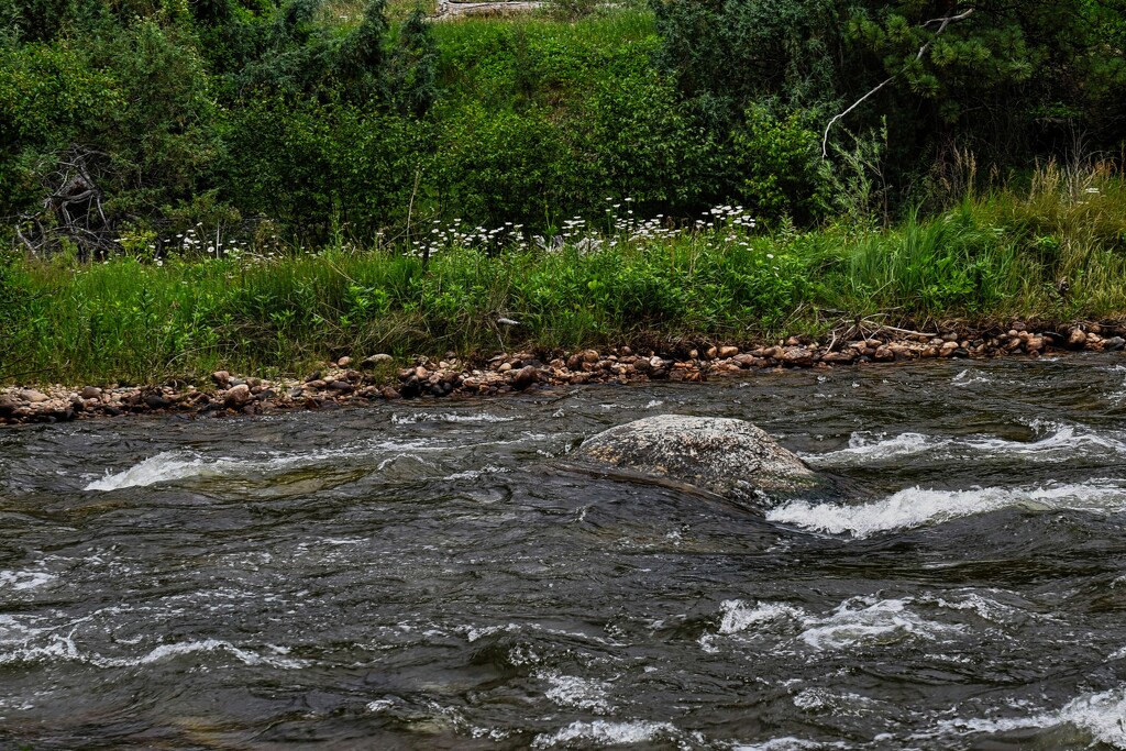 7 17 Cache La Poudre River and daisies by sandlily