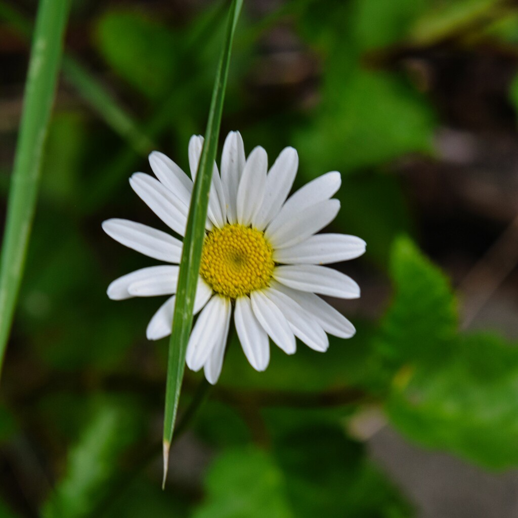 7 17 Oxeye Daisy by sandlily