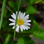 17th Jul 2024 - 7 17 Oxeye Daisy