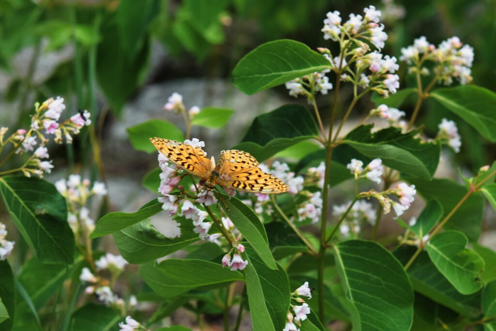 7 17 Spreading Dogbane with a Fritillary butterfly by sandlily