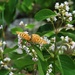 7 17 Spreading Dogbane with a Fritillary butterfly