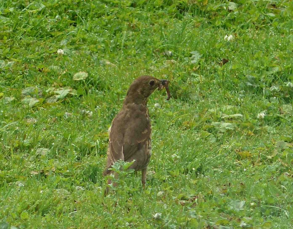 Song Thrush by arkensiel