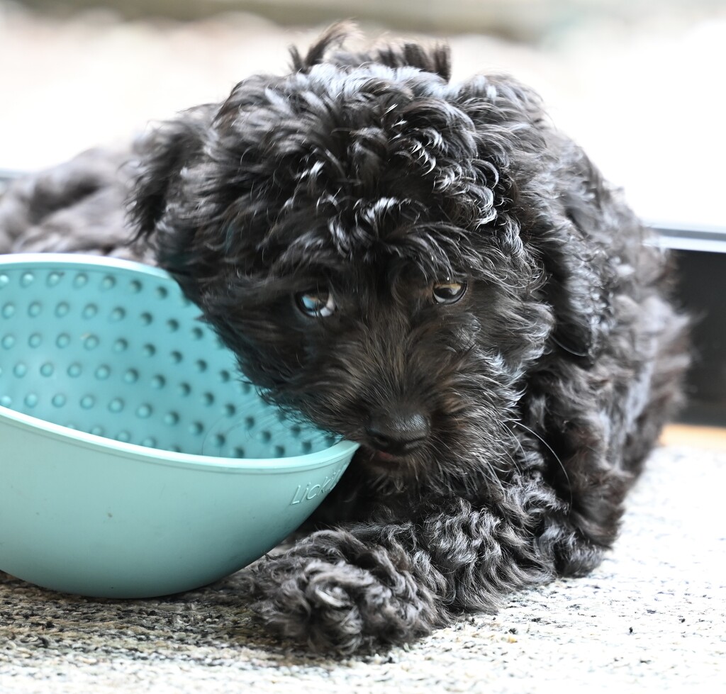 Holding on tight to his wobble bowl by wendystout