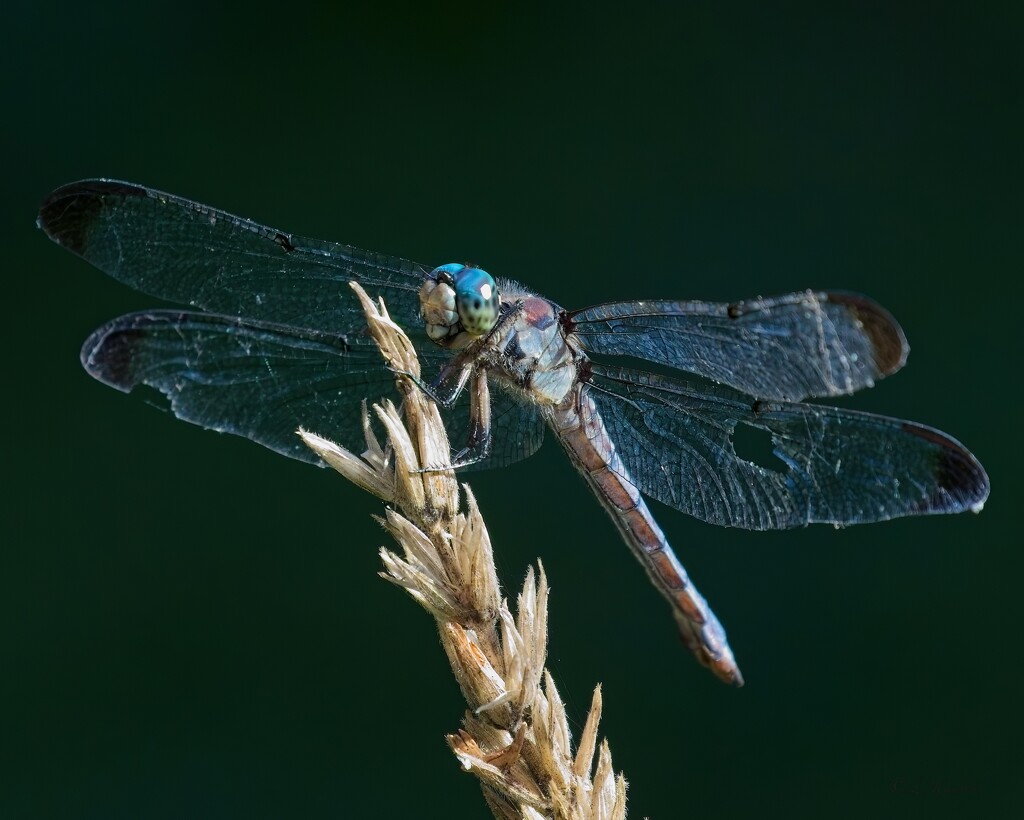 LHG_2253 Dragonflies in the garden by rontu