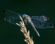 18th Jul 2024 - LHG_2253 Dragonflies in the garden