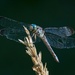 LHG_2253 Dragonflies in the garden