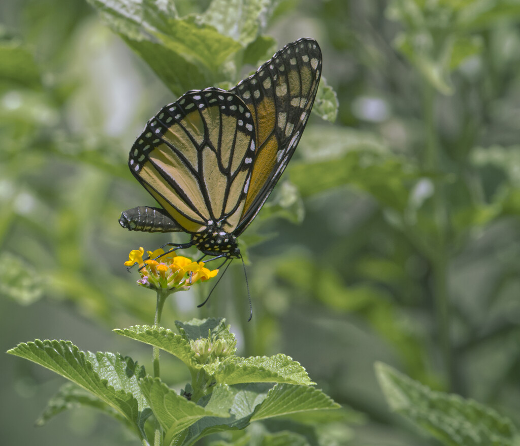 Monarch on Lantana by peachfront