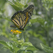 Monarch on Lantana by peachfront