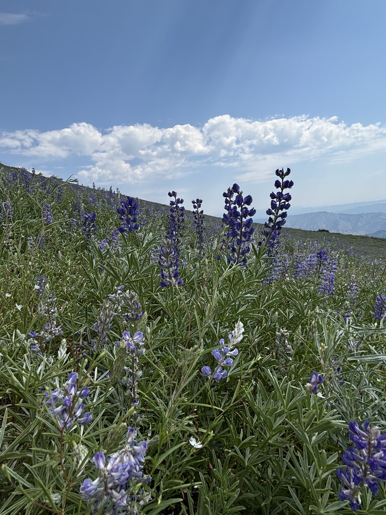 Fields of lupine by pirish