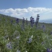 Fields of lupine by pirish