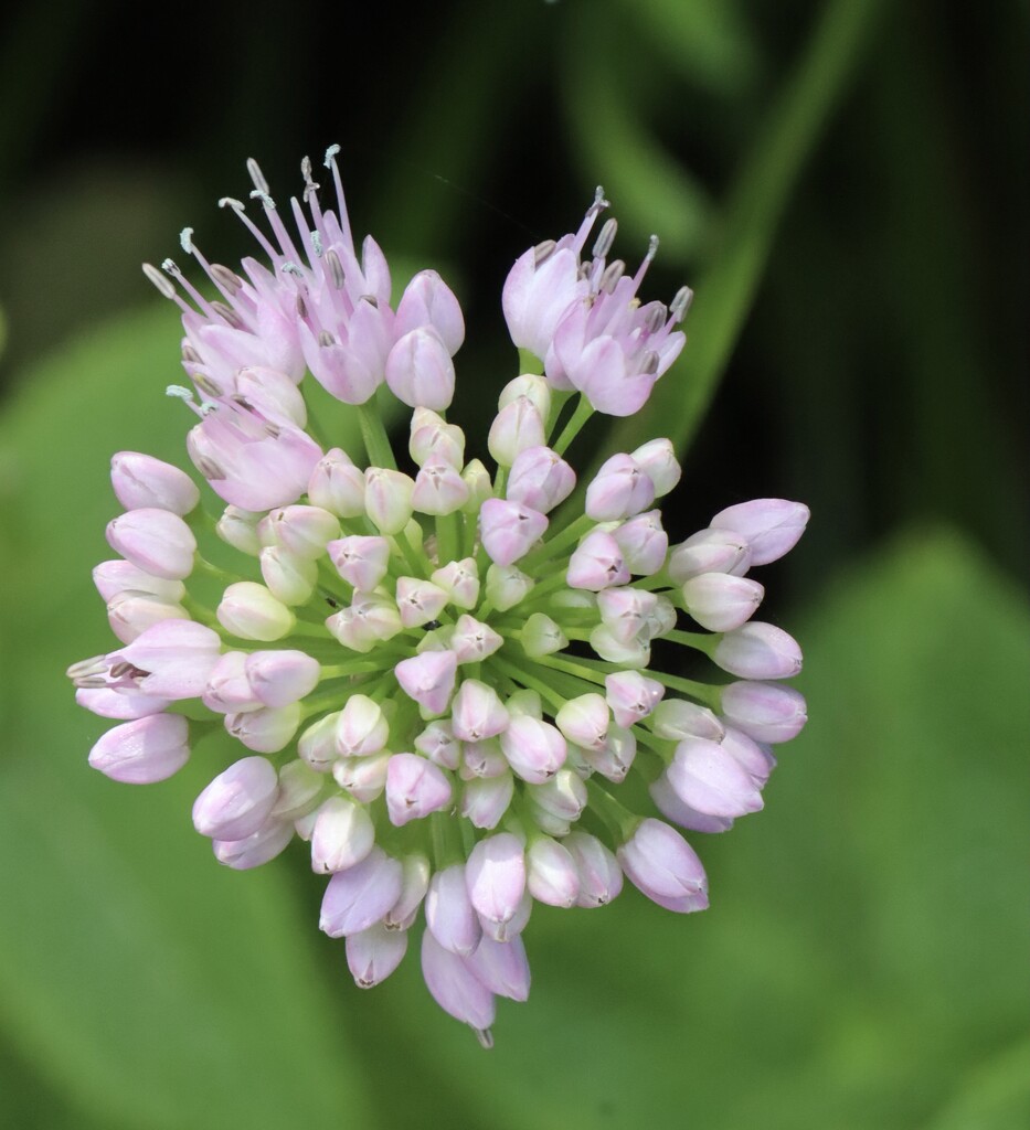 Allium by jeremyccc