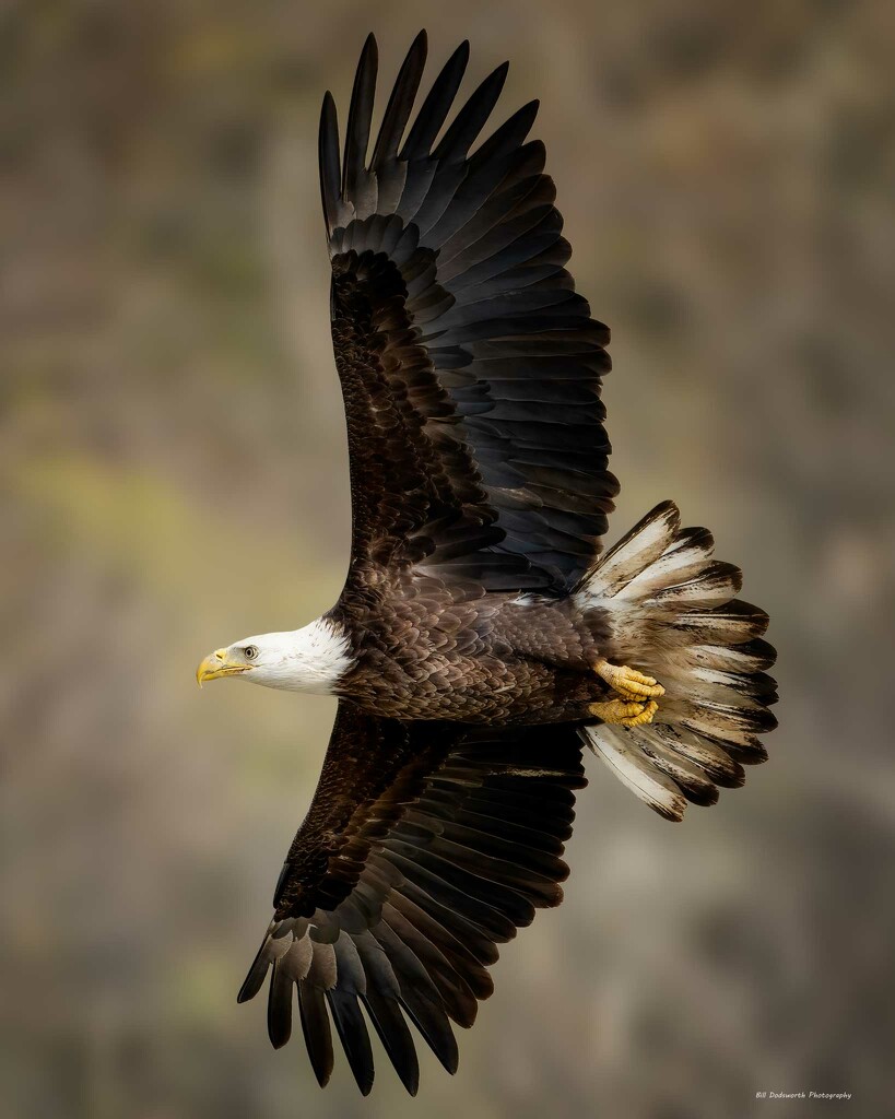 Bald Eagle by photographycrazy