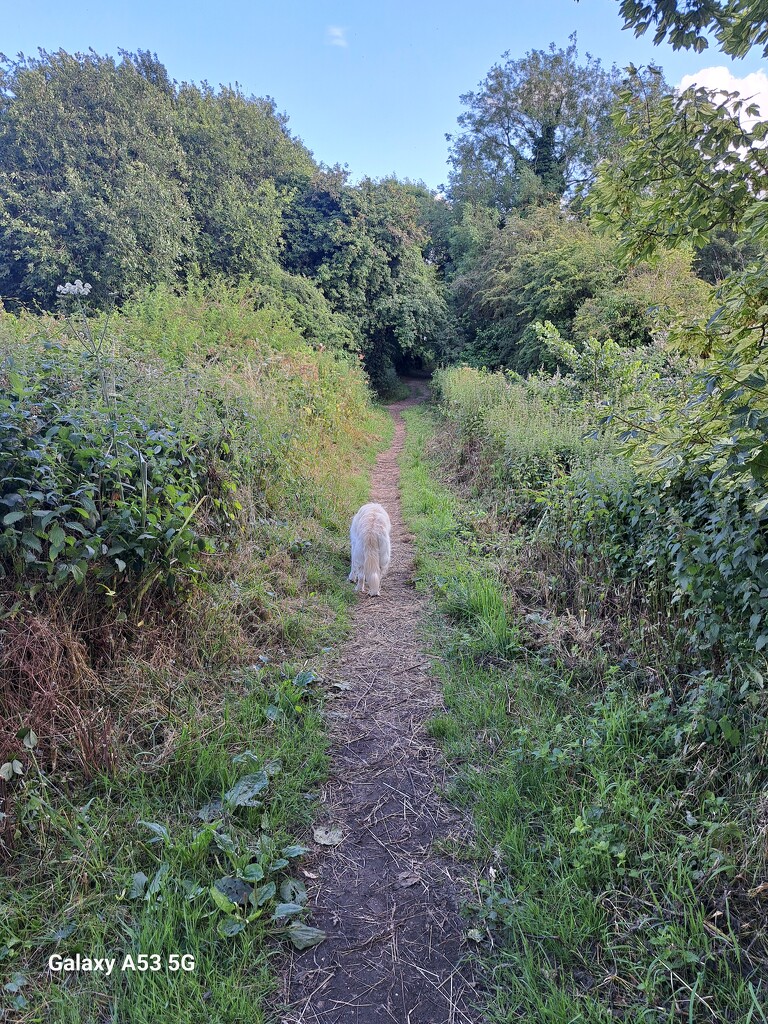 Evening walk by ludbrook482