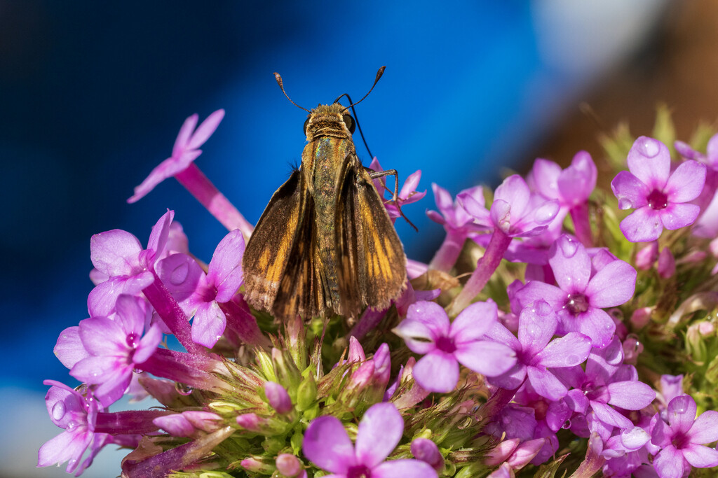 Fiery Skipper by kvphoto