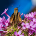 Fiery Skipper by kvphoto