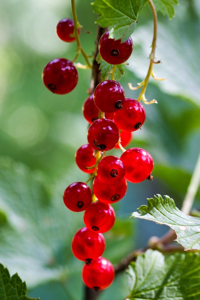 Red Currant by okvalle