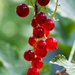 Red Currant by okvalle