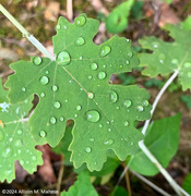 17th Jul 2024 - A Moist Morning