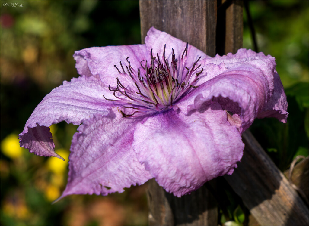 Pink Clematis by pcoulson