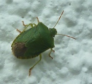 12th Jul 2024 - Shield Bug 