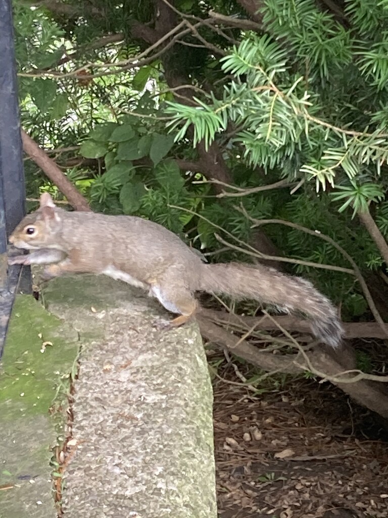 Squirrel Stretch by spanishliz