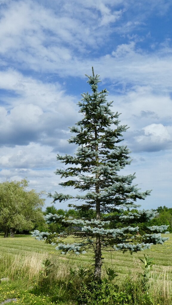 Blue spruce by mtb24