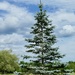 Blue spruce by mtb24