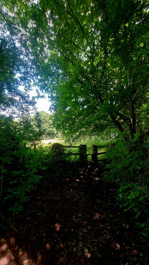 Hulmes Wood Nature Reserve, Denton by antmcg69