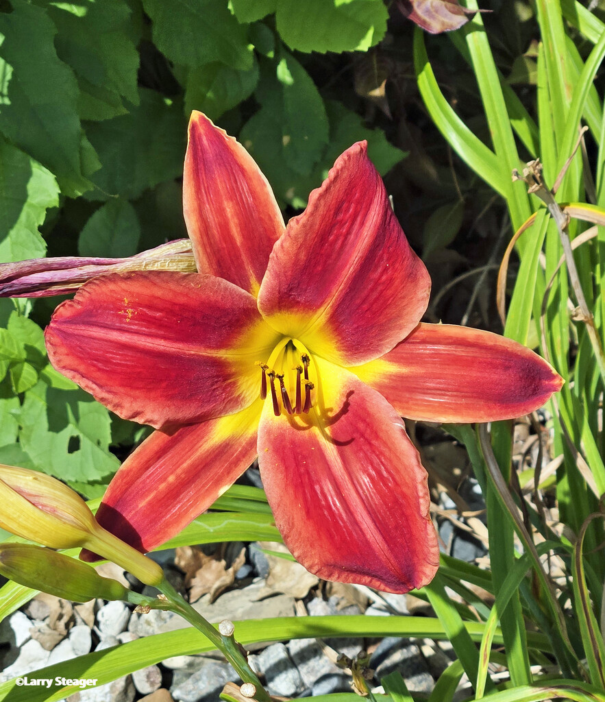 Daylily by larrysphotos