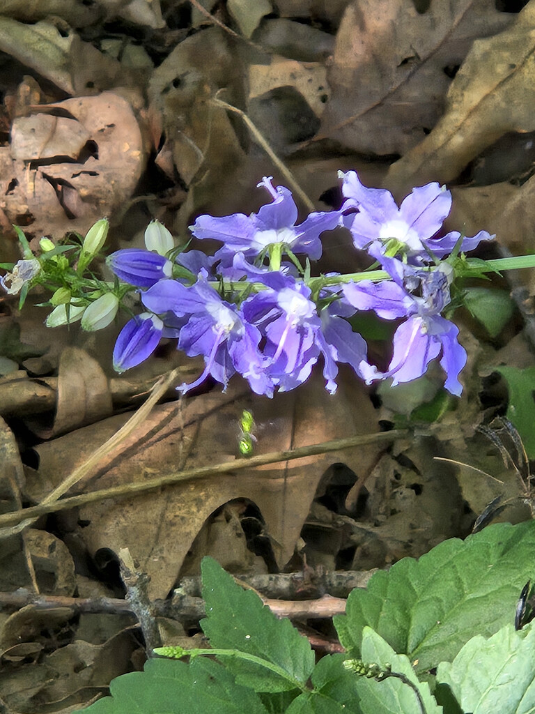 Bellflower and friend by larrysphotos