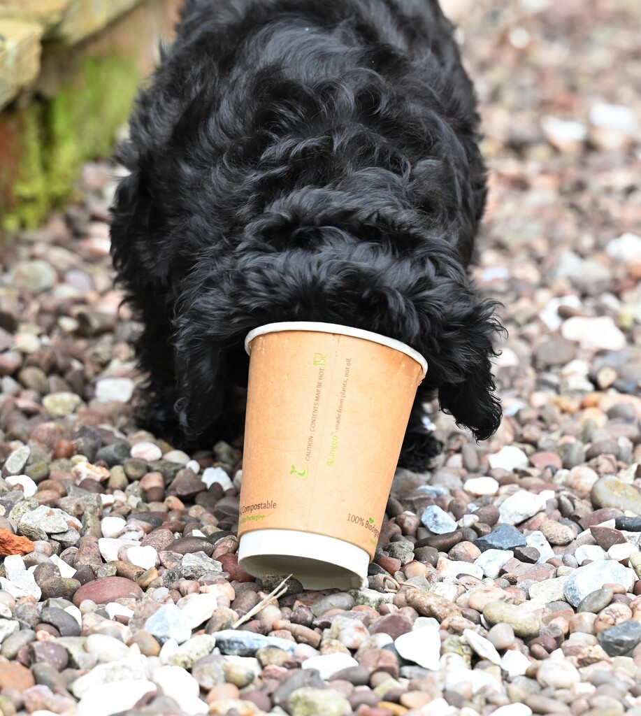 Puppy chino by wendystout