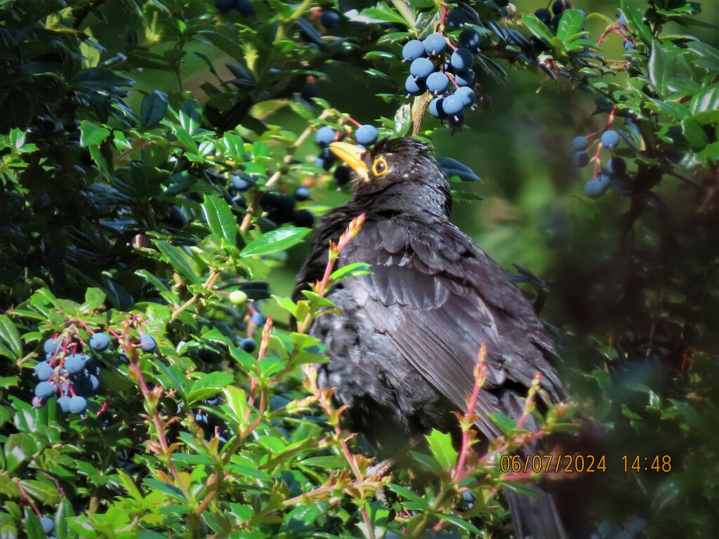 Berberis Baby Blackbird  by countrylassie