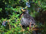 6th Jul 2024 - Berberis Baby Blackbird 