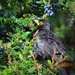 Berberis Baby Blackbird  by countrylassie