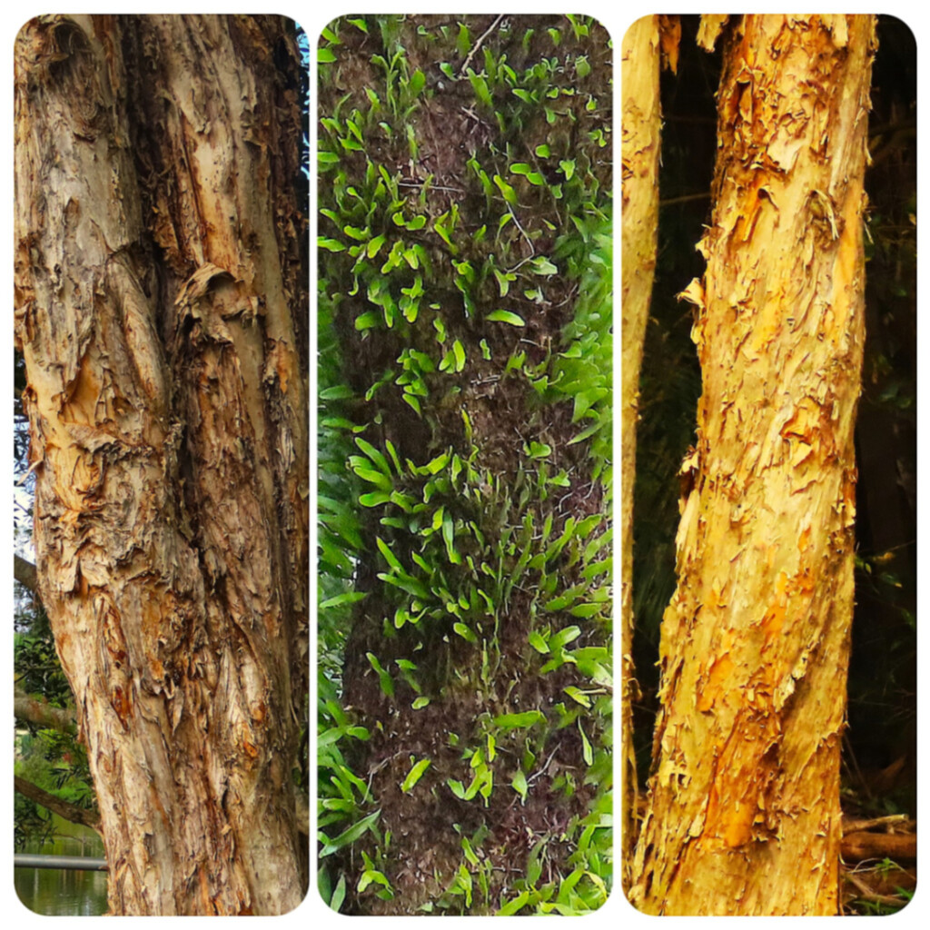  Three Different Tree Trunks At The Duck Pond ~  by happysnaps