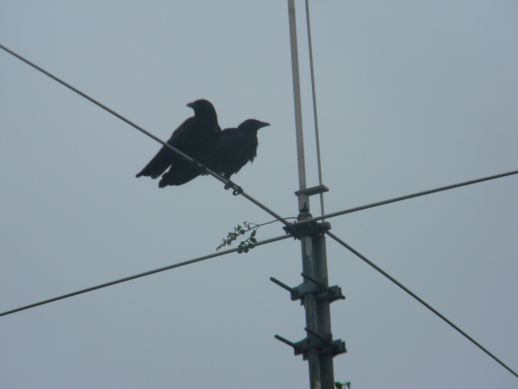 Crows Sitting on Wire by Sam A. Feldstein · 365 Project