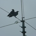 Crows Sitting on Wire by sfeldphotos