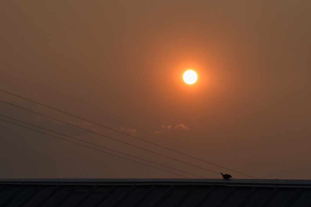 Bird On The Shed Ridge In Early Morning Haze by bjywamer