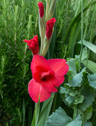 18th Jul 2024 - Gladioli