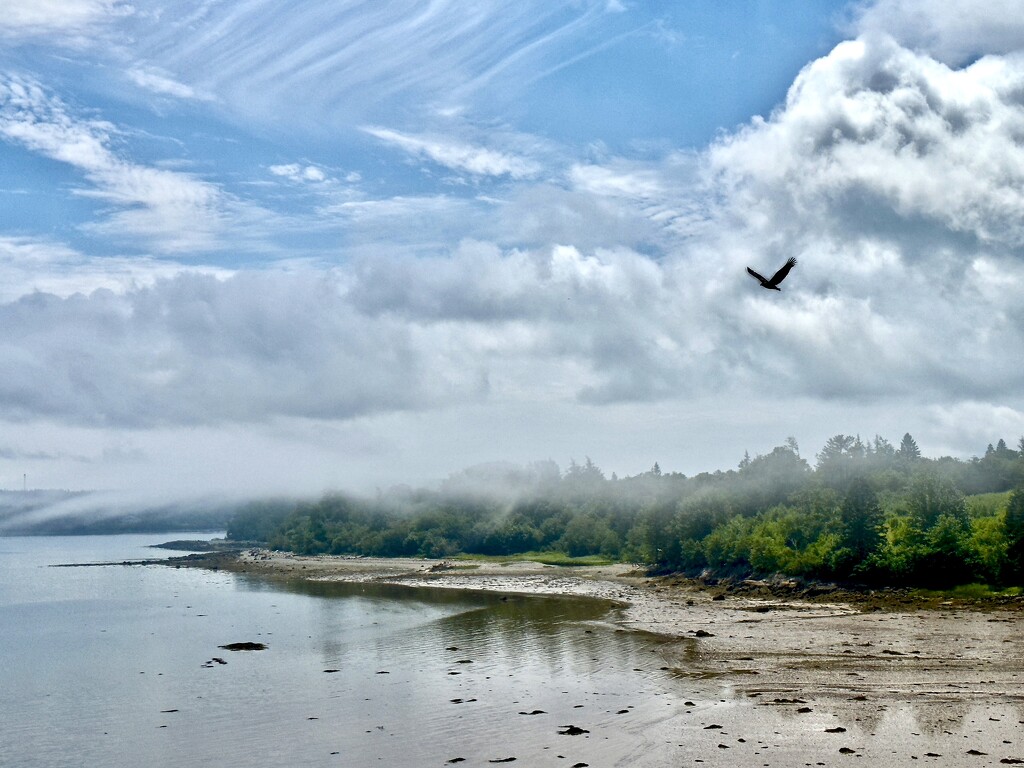 Machiasport, Maine, Day 20…Of Fog and Eagles by berelaxed